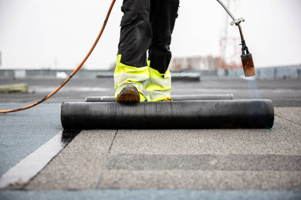 Best Roof Moss and Algae Removal  in Verona, KY